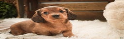 Miniature Dachshund dogs for sale: Gingerbread - Ad 6