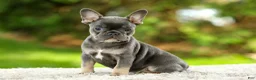 French Bulldog dogs for sale: Forest - Ad 6