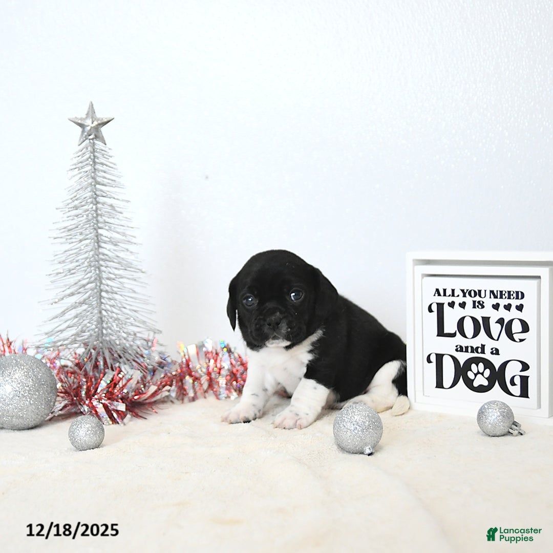 Puggle dogs for sale: Greta - Ad 3