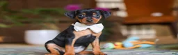 Miniature Pinscher dogs for sale: Zoe - Ad 3