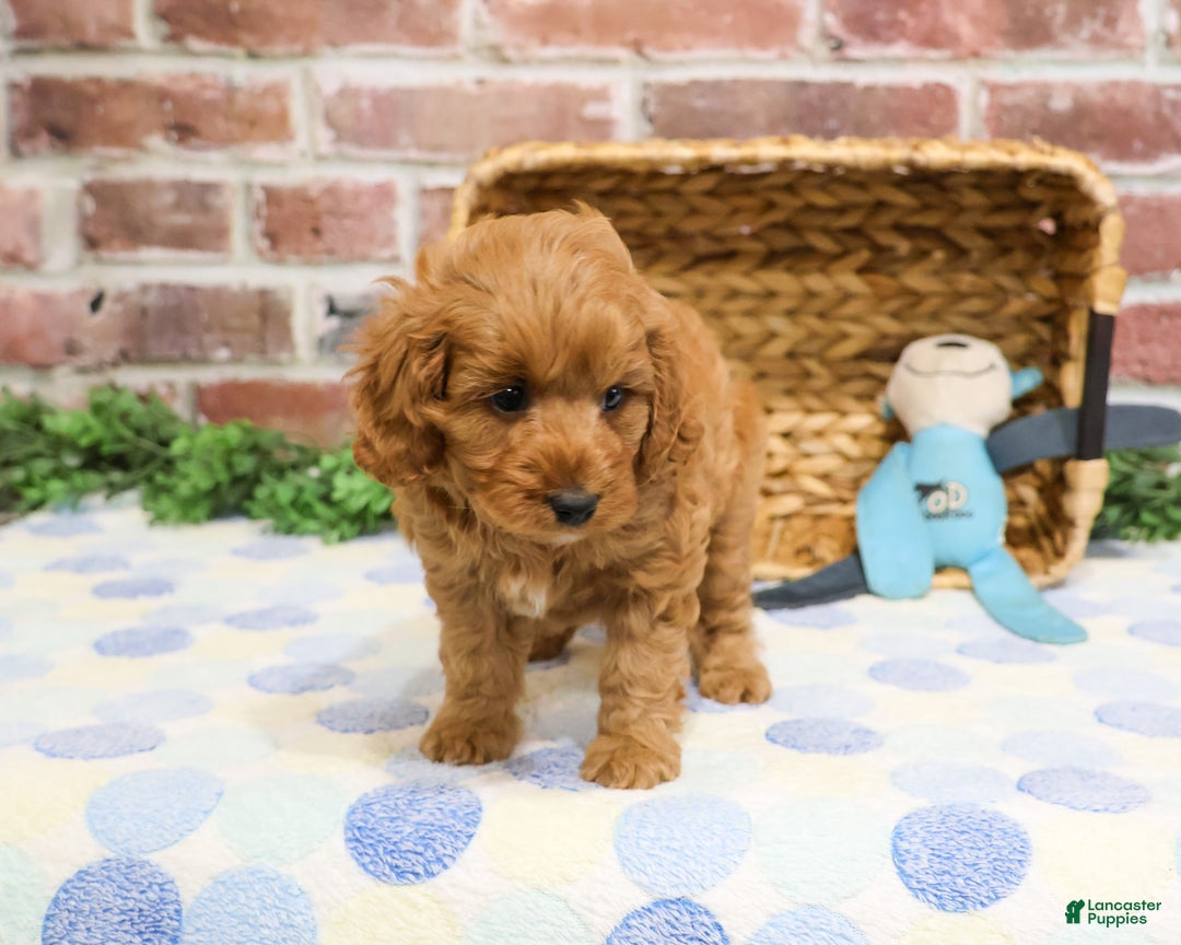 Cavapoo dogs for sale: Carson - Ad 3