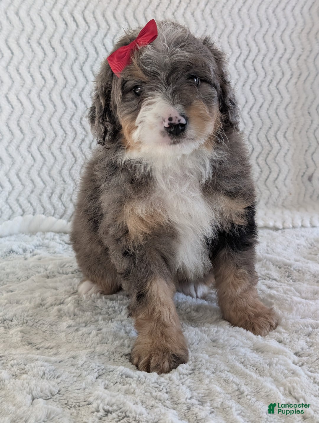 Mini Bernedoodle dogs for sale: Mini Banks  - Ad 12