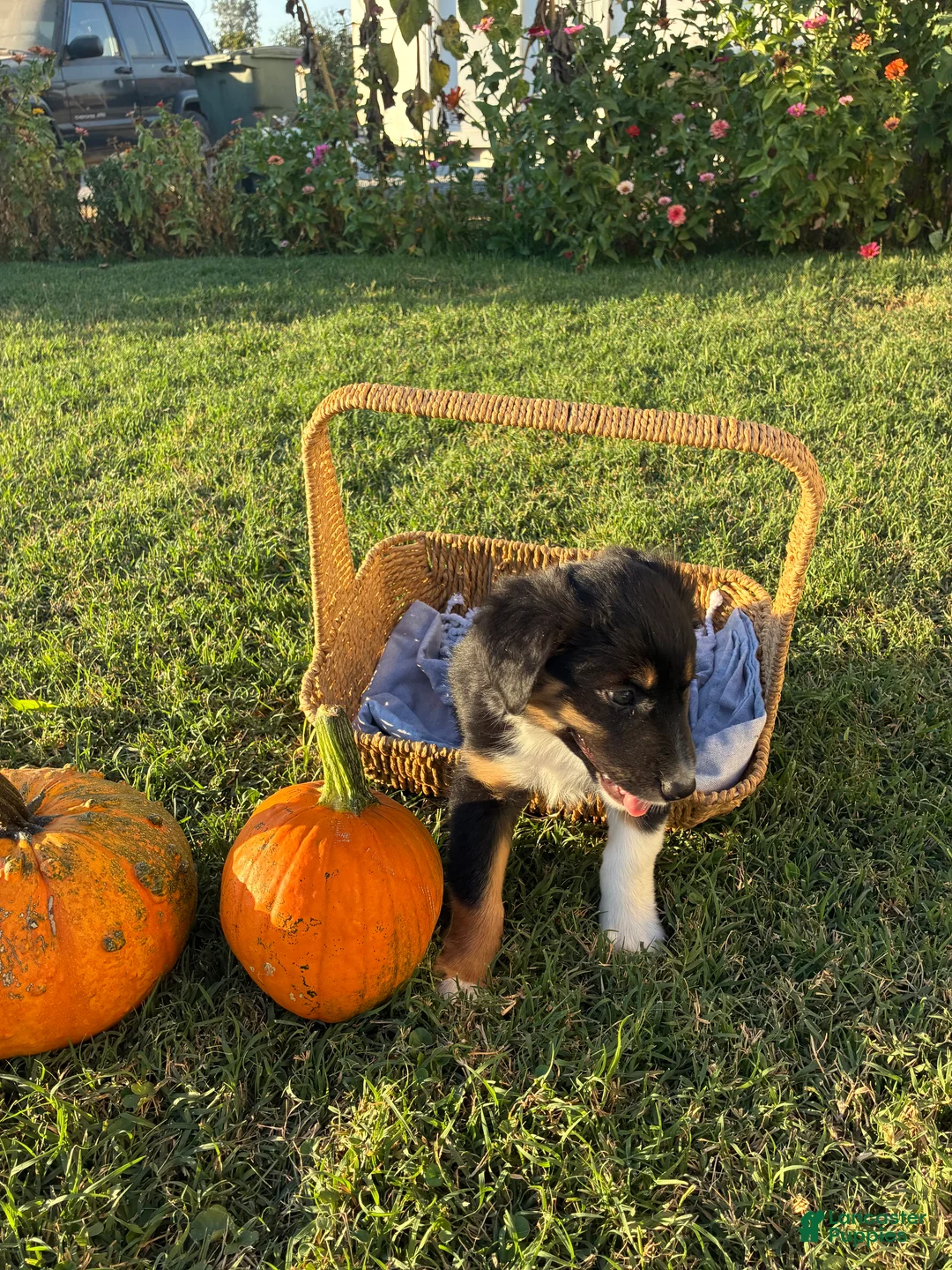 Australian Shepherd dogs for sale: Australian Shepherd 2 - Ad 2