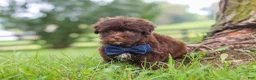 Havanese dogs for sale: Arlo - Ad 7