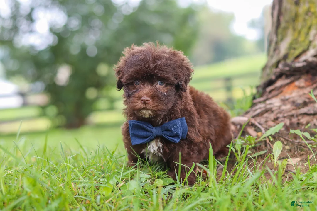 Havanese dogs for sale: Arlo - Ad 7
