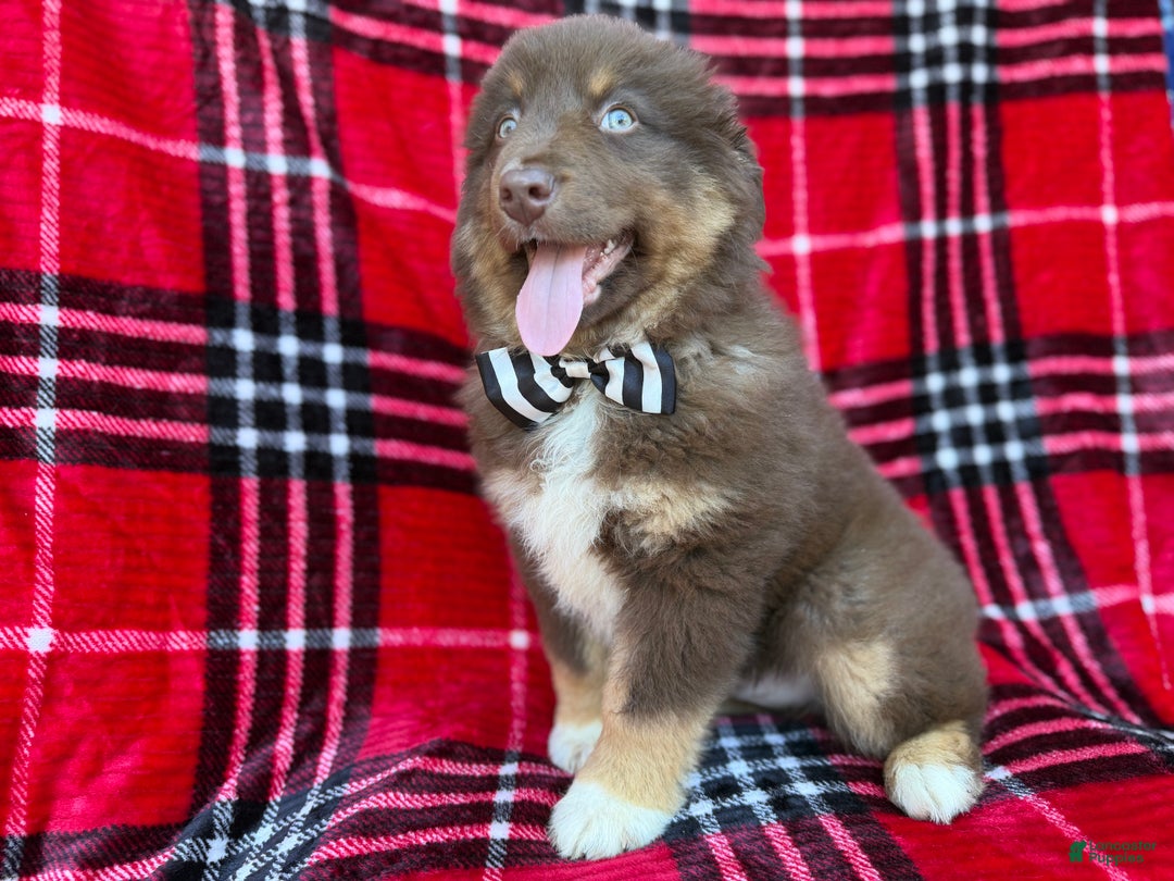 Miniature Australian Shepherd dogs for sale: Yoda - Ad 6