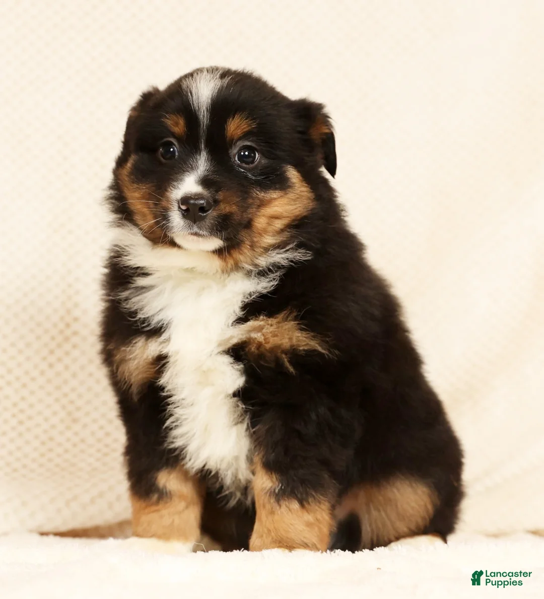 Miniature Australian Shepherd dogs for sale: Elmo - Ad 6