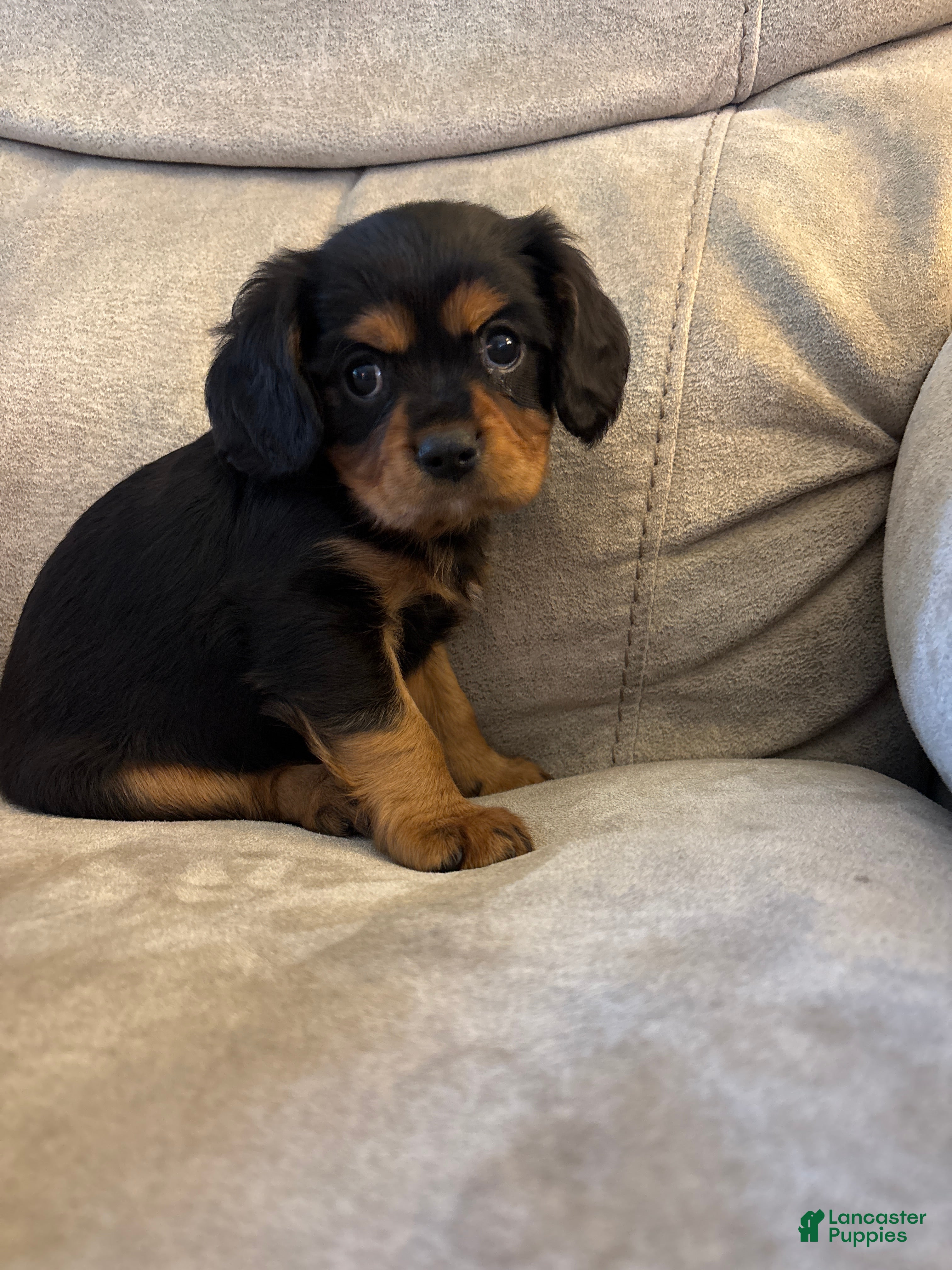 Mixed Breed dogs Bennett  - Ad 1