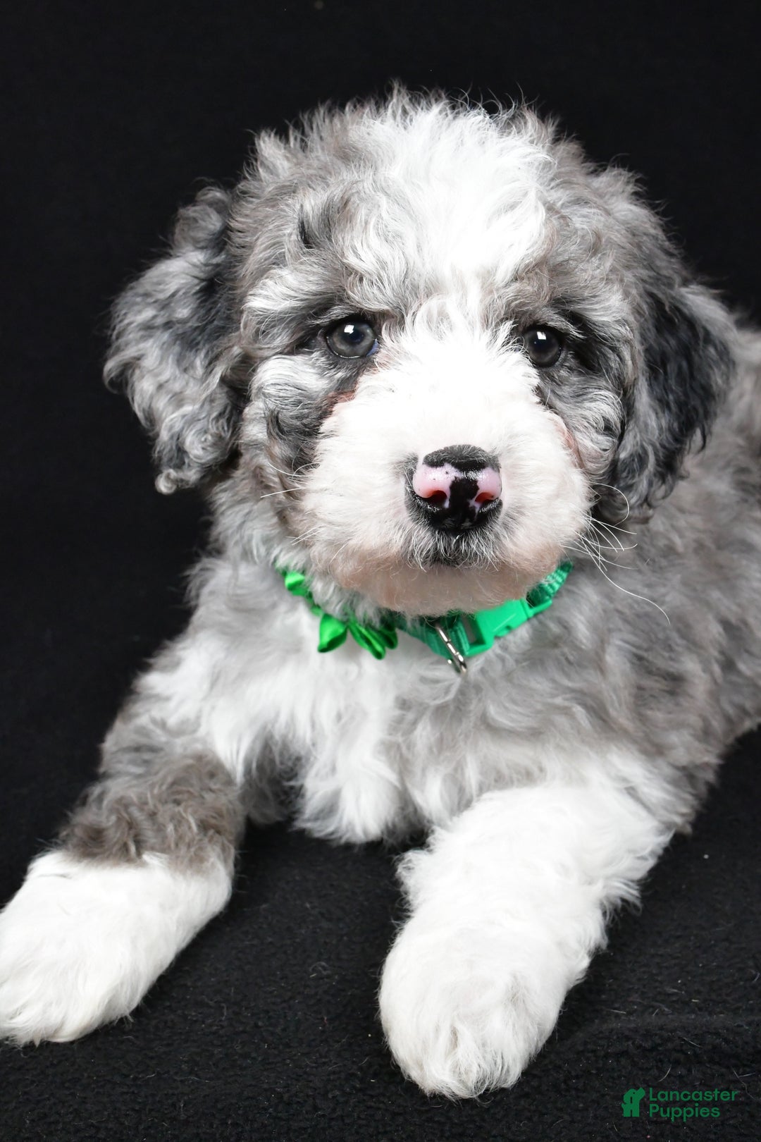Sheepadoodle dogs for sale: Coco - Ad 3
