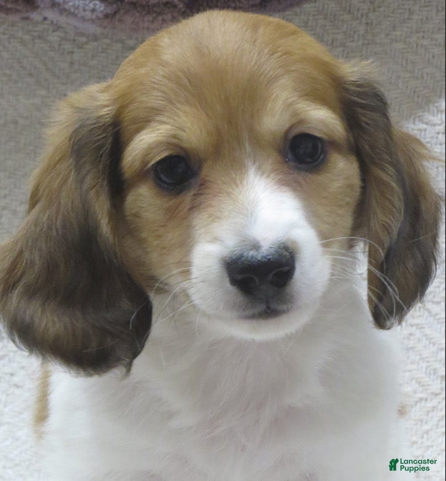 Miniature Dachshund dogs Joey - Ad 2