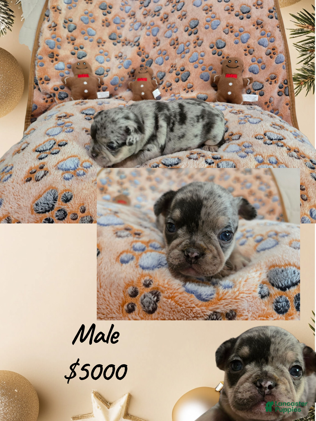 French Bulldog dogs for sale: French Bulldog Puppy 4 - Ad 2