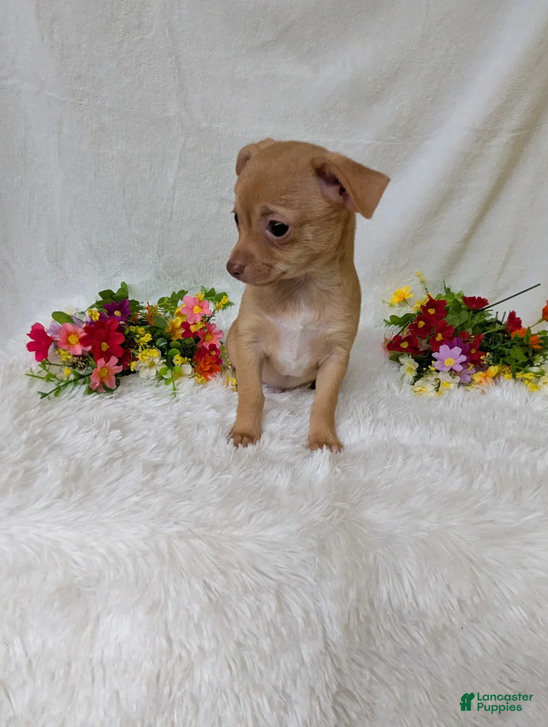 Chihuahua dogs for sale: Timmy - Ad 5