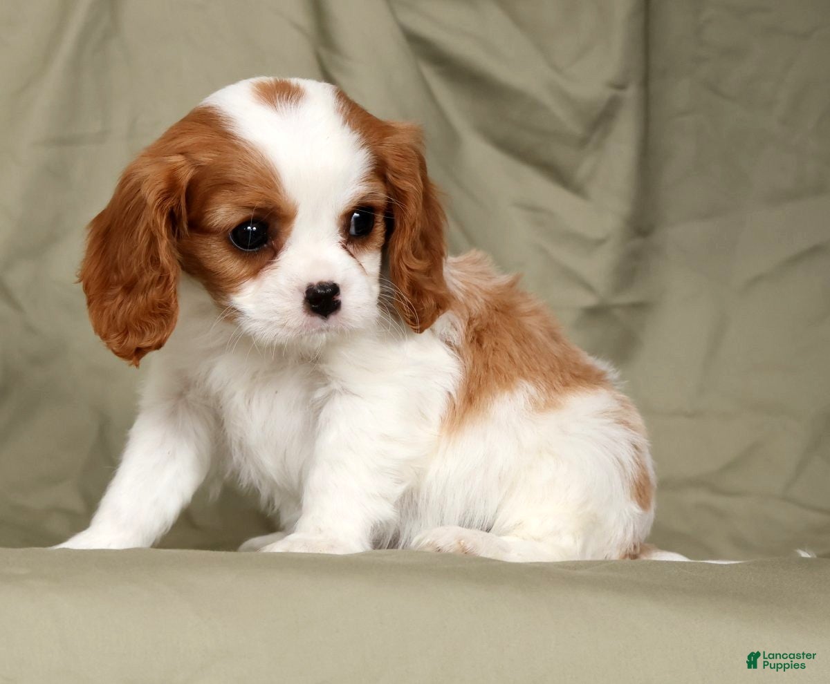 Cavalier King Charles Spaniel dogs Milo - Ad 2
