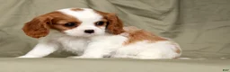 Cavalier King Charles Spaniel dogs for sale: Milo - Ad 2