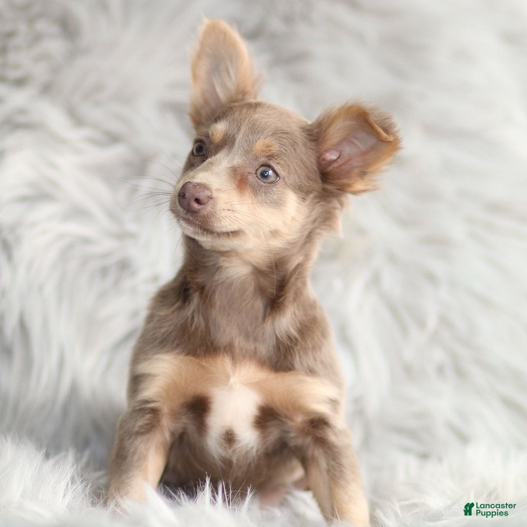 Chihuahua dogs for sale: Pamela - Ad 4