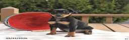Miniature Pinscher dogs for sale: Tilly - Ad 4