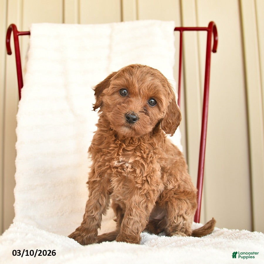 Cockapoo dogs Posie  - Ad 1