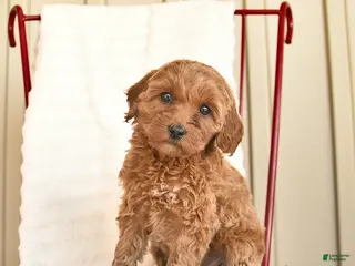 Cockapoo dogs for sale: Posie - Ad 4