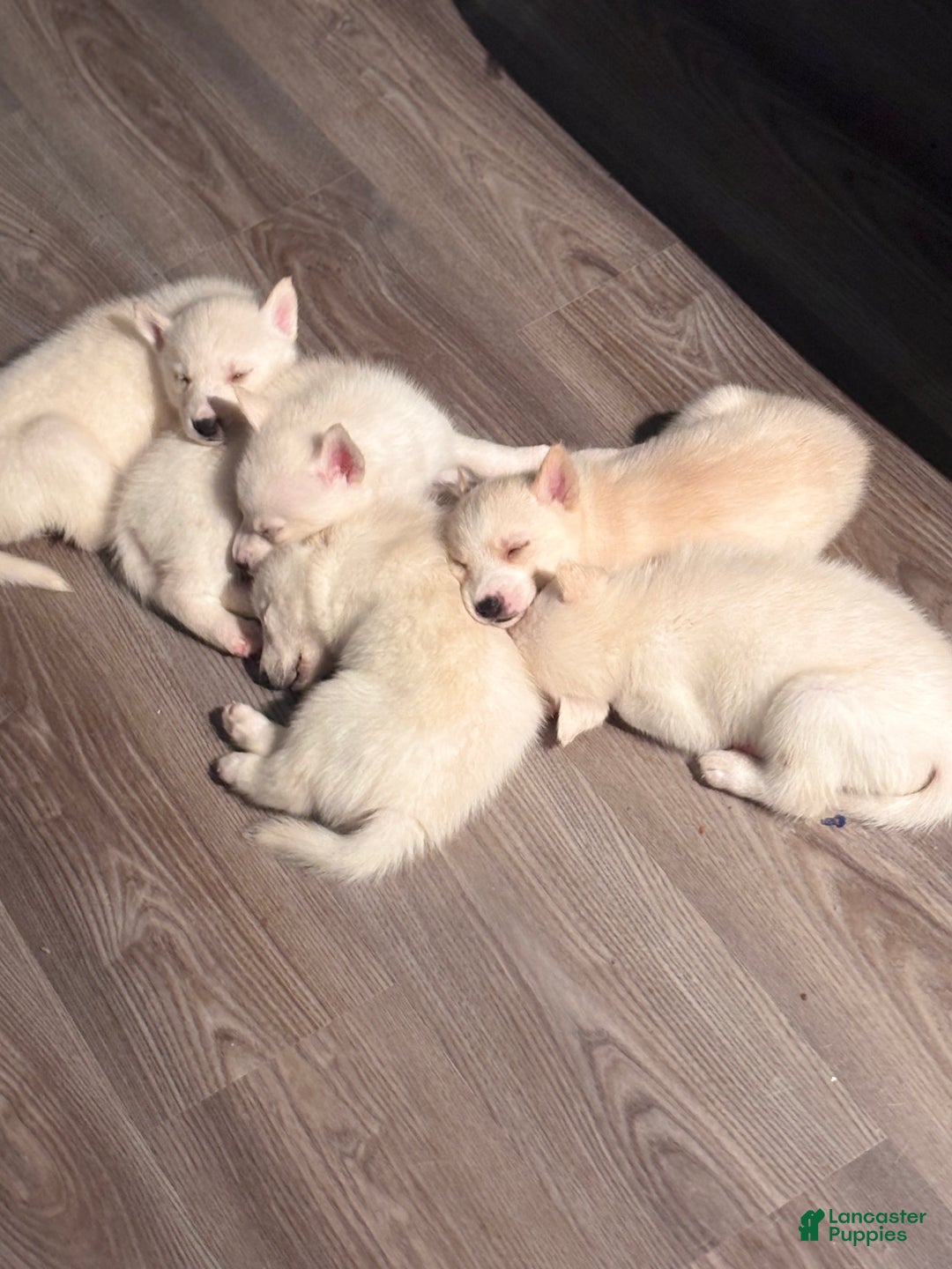 Pomsky dogs for sale: Biscuits  - Ad 18