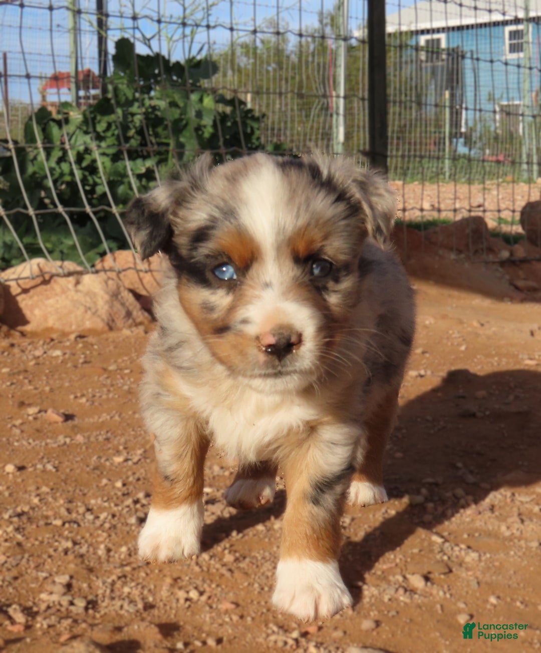 Miniature Australian Shepherd dogs for sale: 1 - Second blue merle girl with 1.5 blue eyes - Ad 3