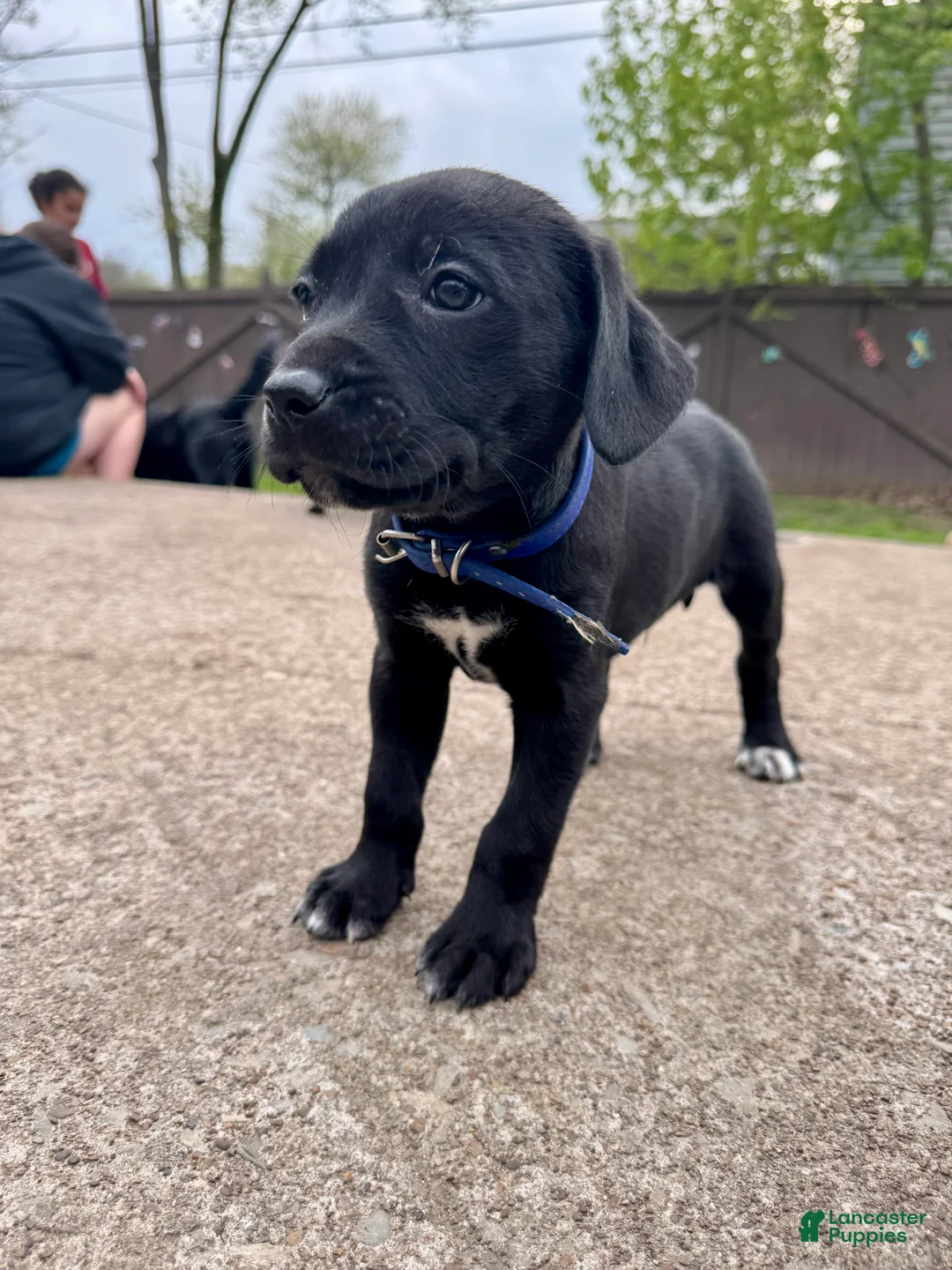 Mixed Breed dogs for sale: Blue collar - Ad 2