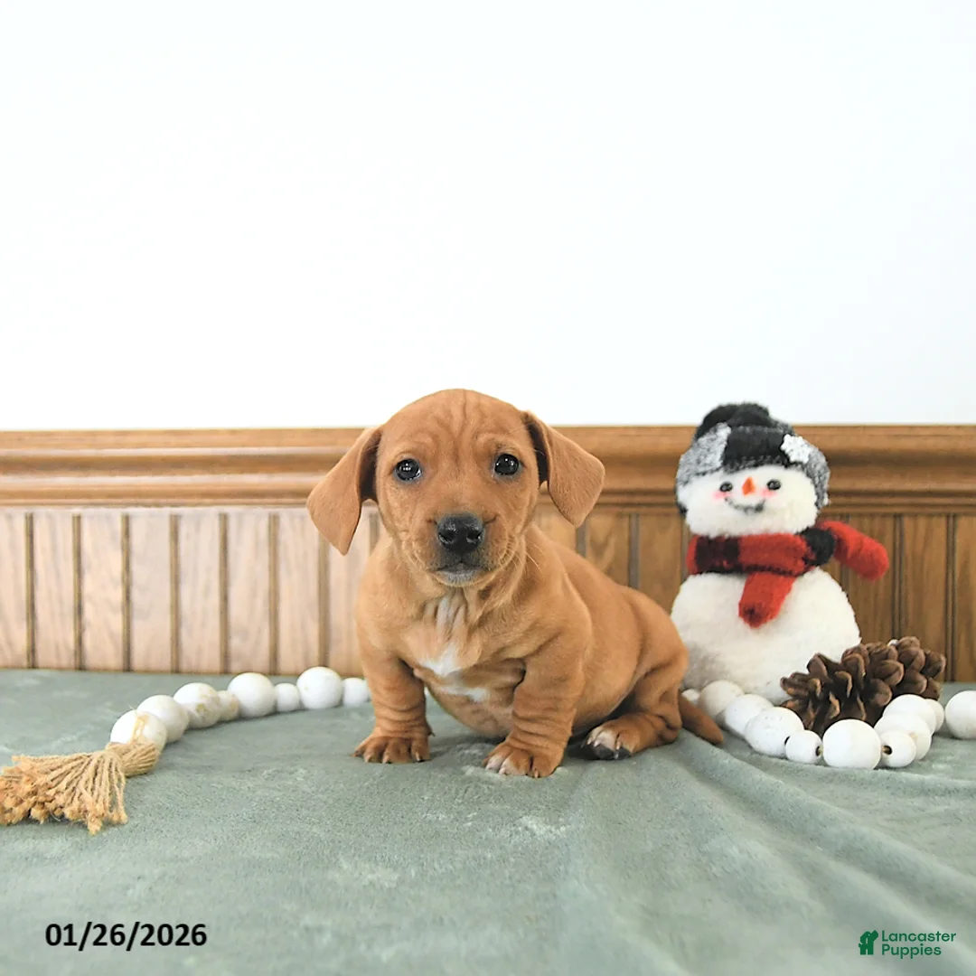 Miniature Dachshund dogs for sale: Brody - Ad 6