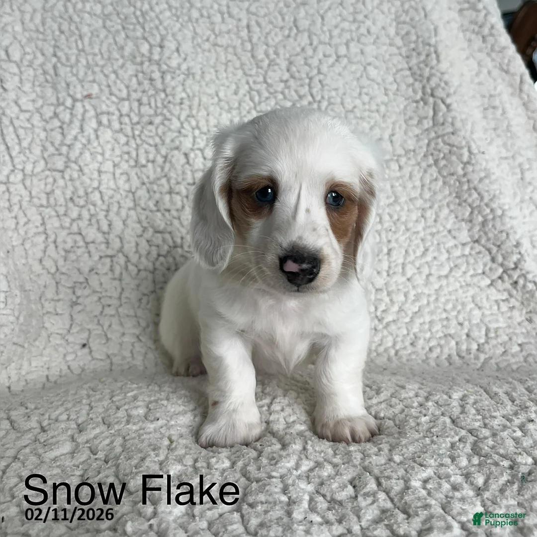 Miniature Dachshund dogs for sale: Snowflake Special Needs - Ad 1