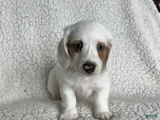 Miniature Dachshund dogs Snowflake Special Needs - Ad 37