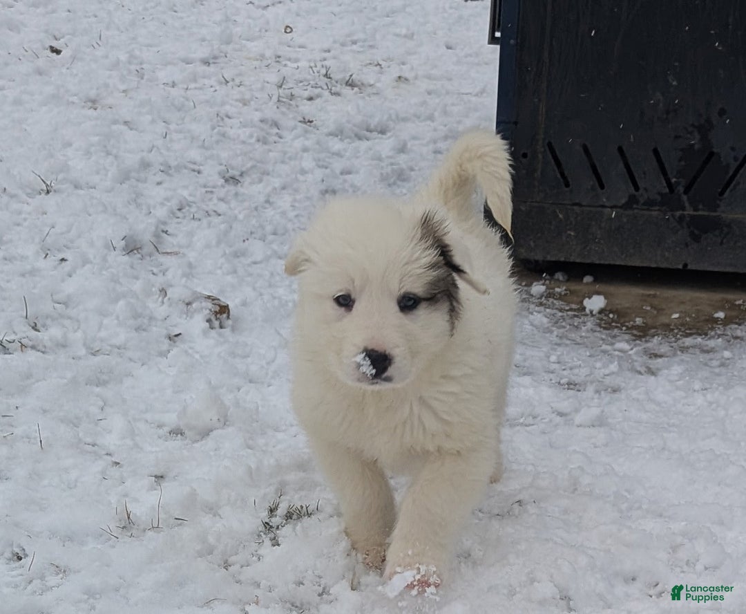 Great Pyrenees dogs for sale: Lucy - Ad 3