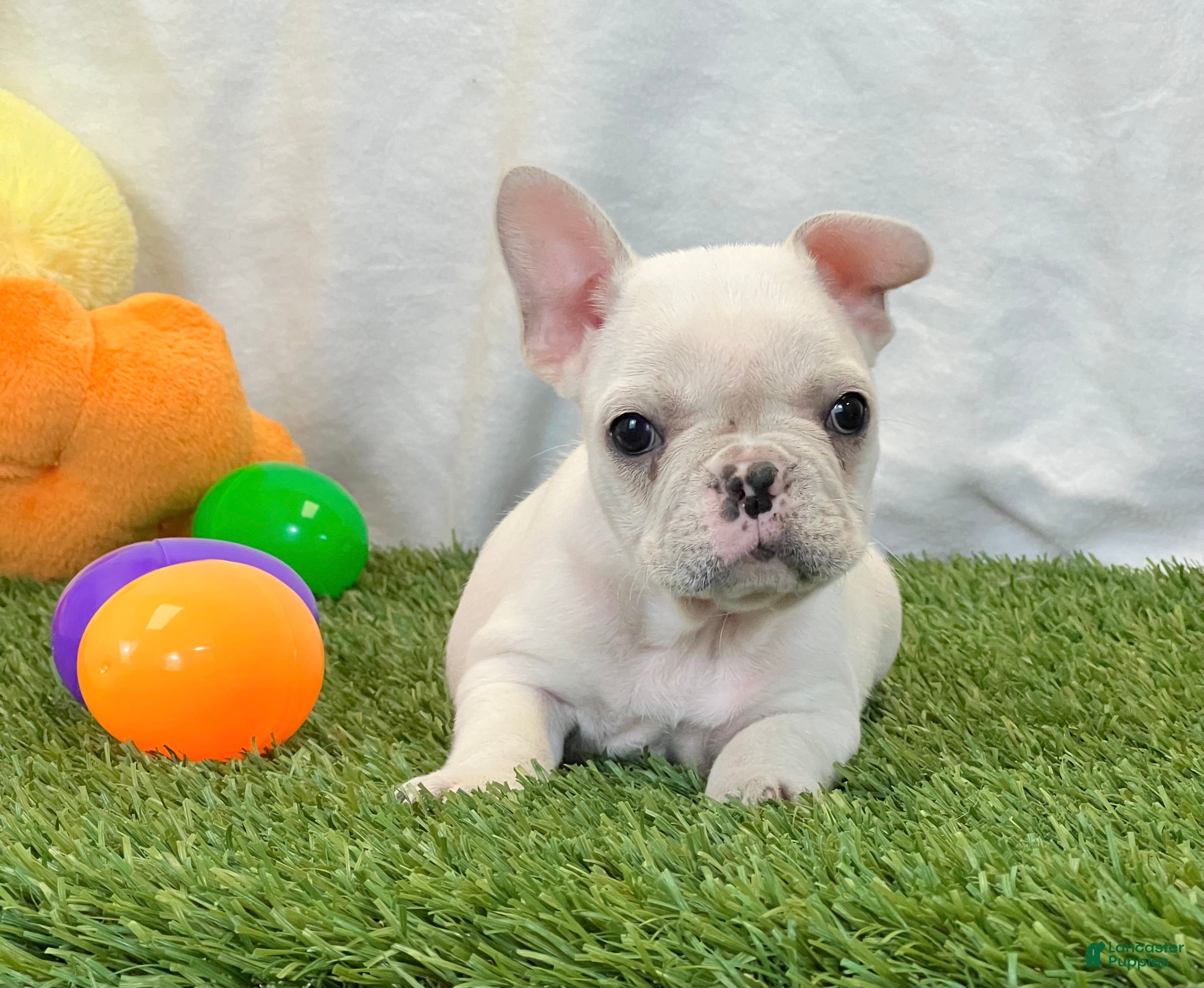 French Bulldog dogs Dexter - Ad 1