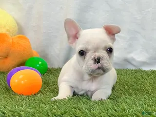 French Bulldog dogs for sale: Dexter - Ad 1