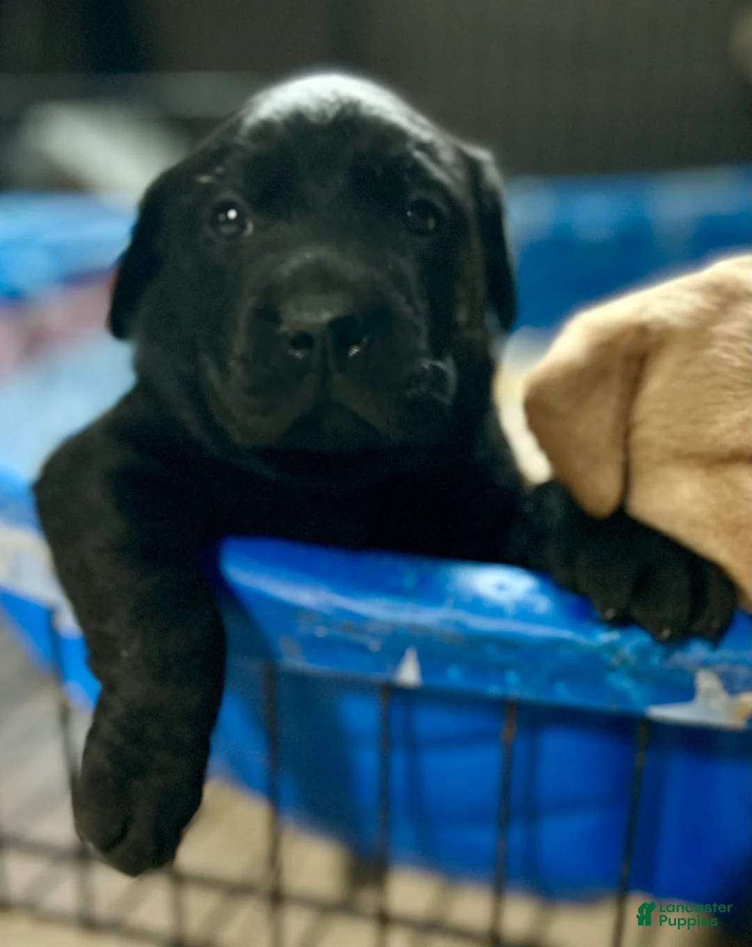 Labrador Retriever dogs for sale: Cole - Ad 1