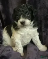 Mini Goldendoodle dogs Arlo - Ad 2