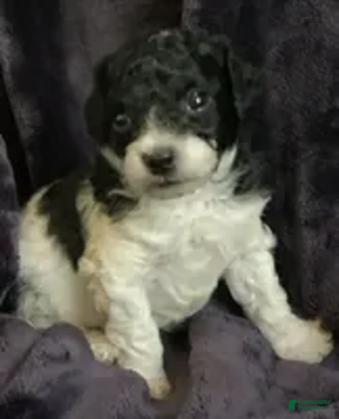 Mini Goldendoodle dogs for sale: Arlo - Ad 2