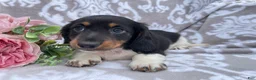 Miniature Dachshund dogs for sale: Hunter - Ad 4