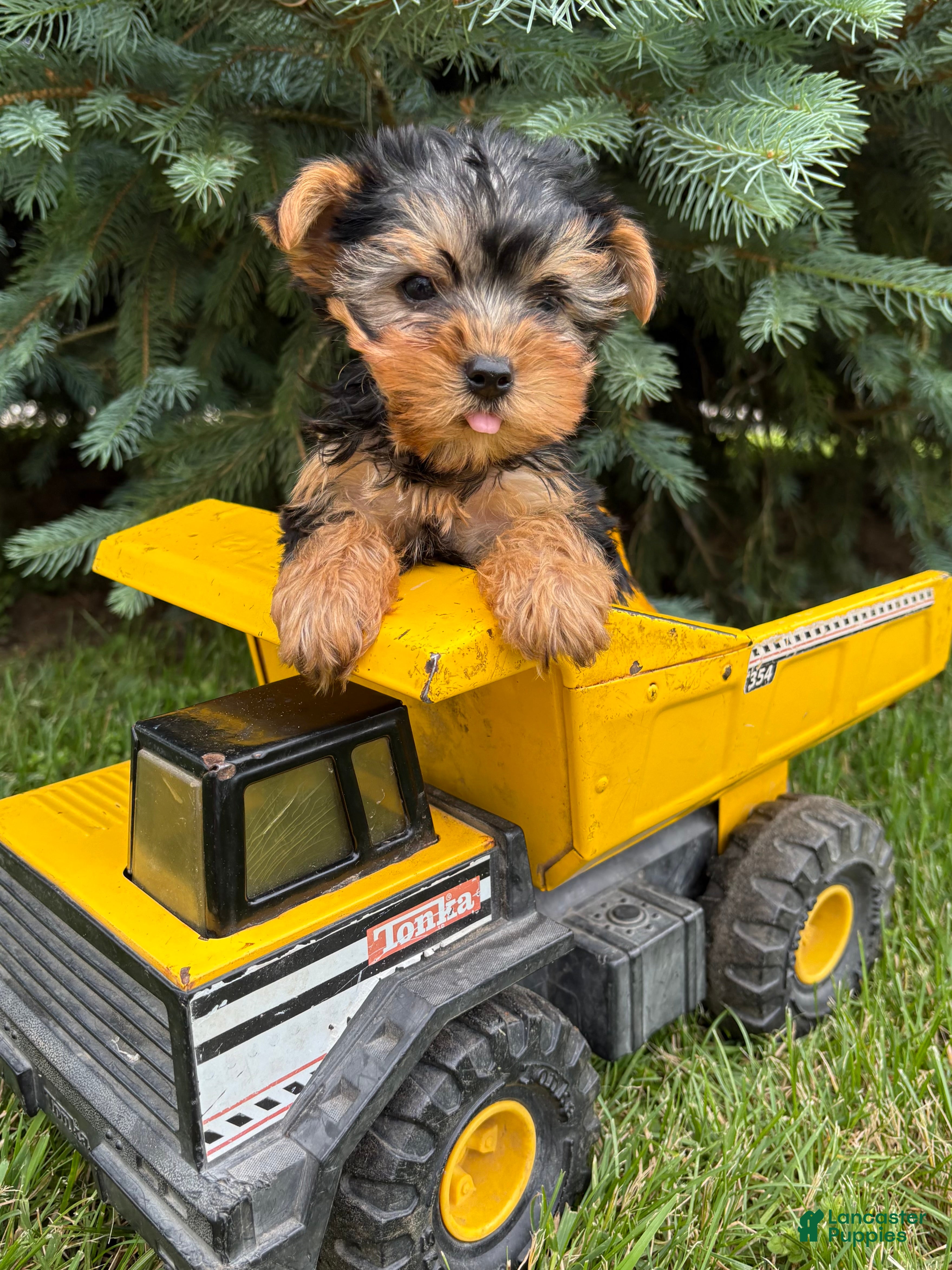 Yorkshire Terrier dogs Jax - Ad 2
