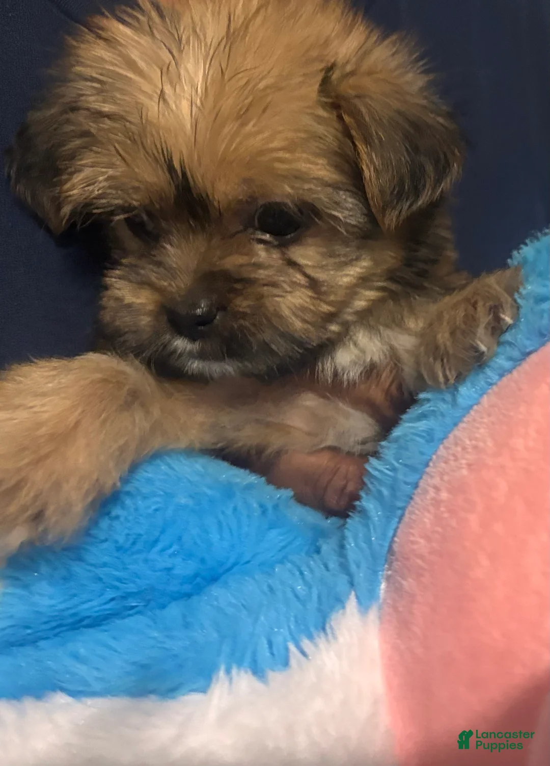 Shorkie dogs for sale: Mario - Ad 2