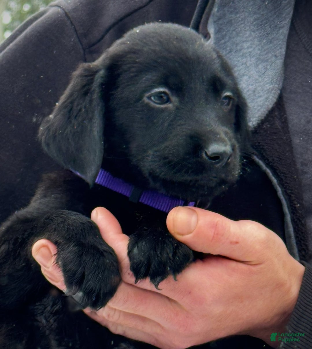 Labrador Retriever dogs for sale: Labrador Retriever Puppy 1 - Ad 9