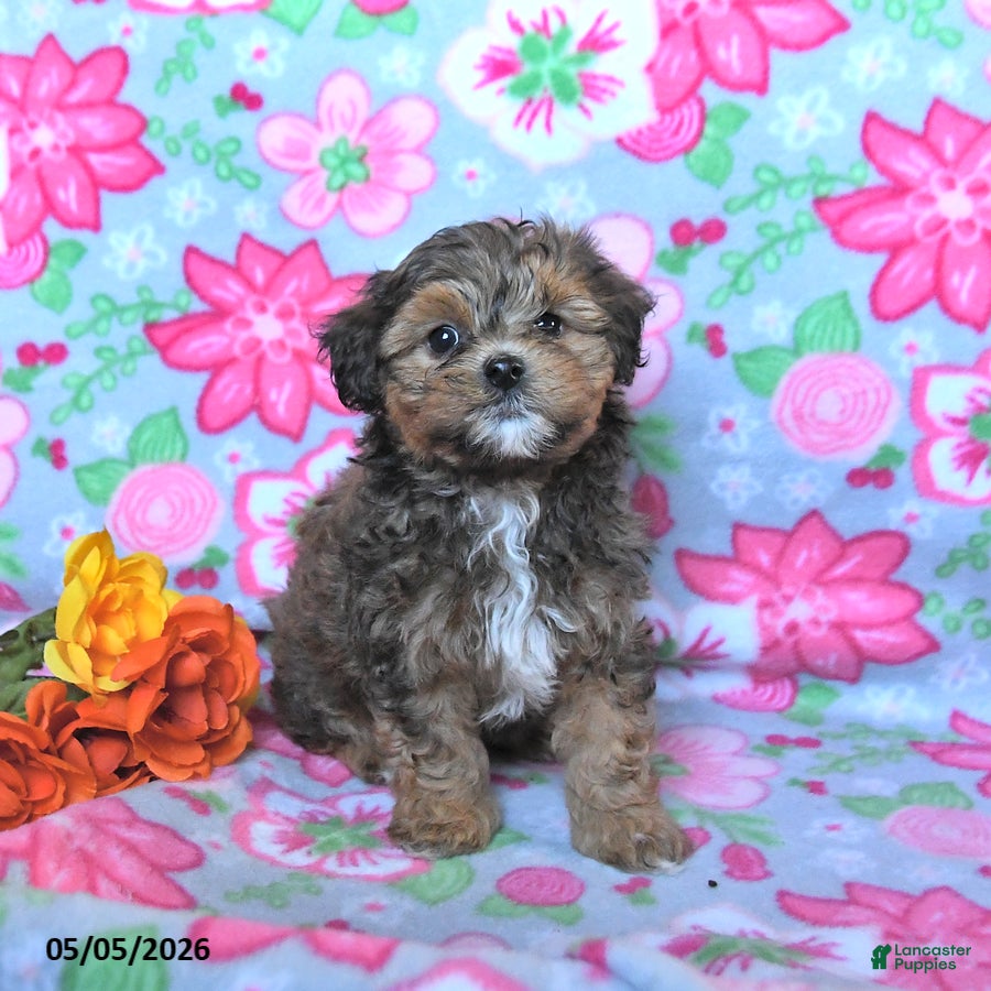 Havapoo dogs Hershey - Ad 2