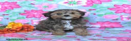 Havapoo dogs for sale: Hershey - Ad 2