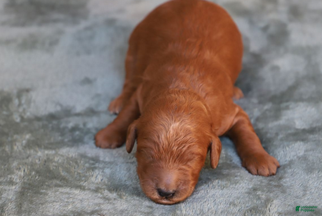 Goldendoodle dogs for sale: Finnick - Ad 3