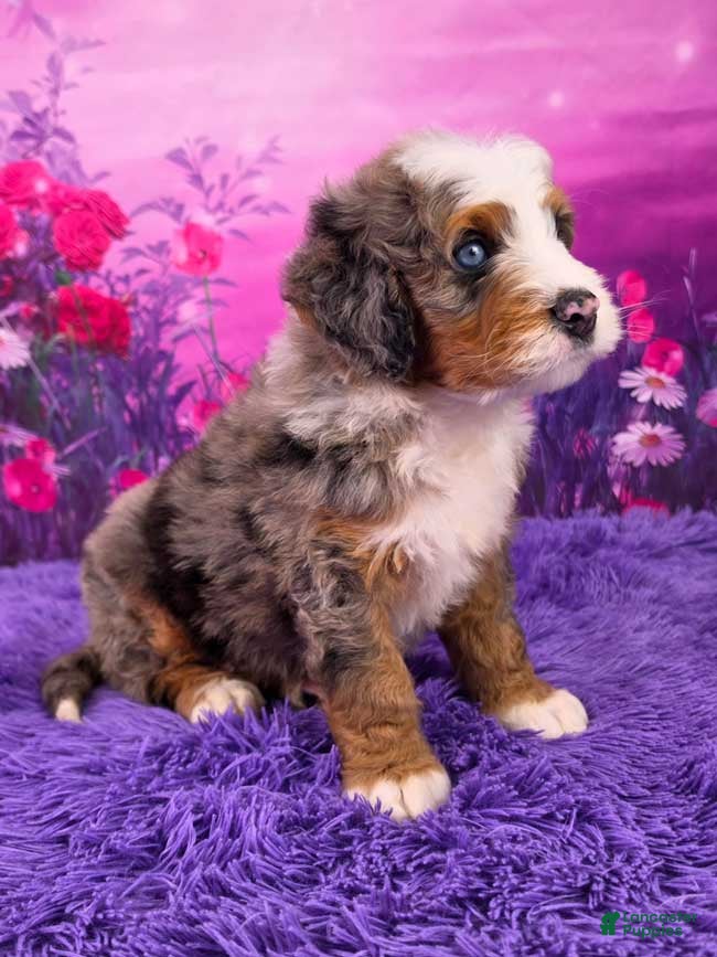 Mini Bernedoodle dogs Zane - Ad 2