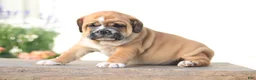 Beabull dogs for sale: Tiger - Ad 1