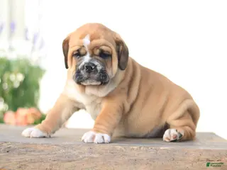 Beabull dogs Tiger - Ad 23