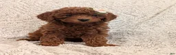 Miniature Poodle dogs for sale: Queenie  - Ad 12