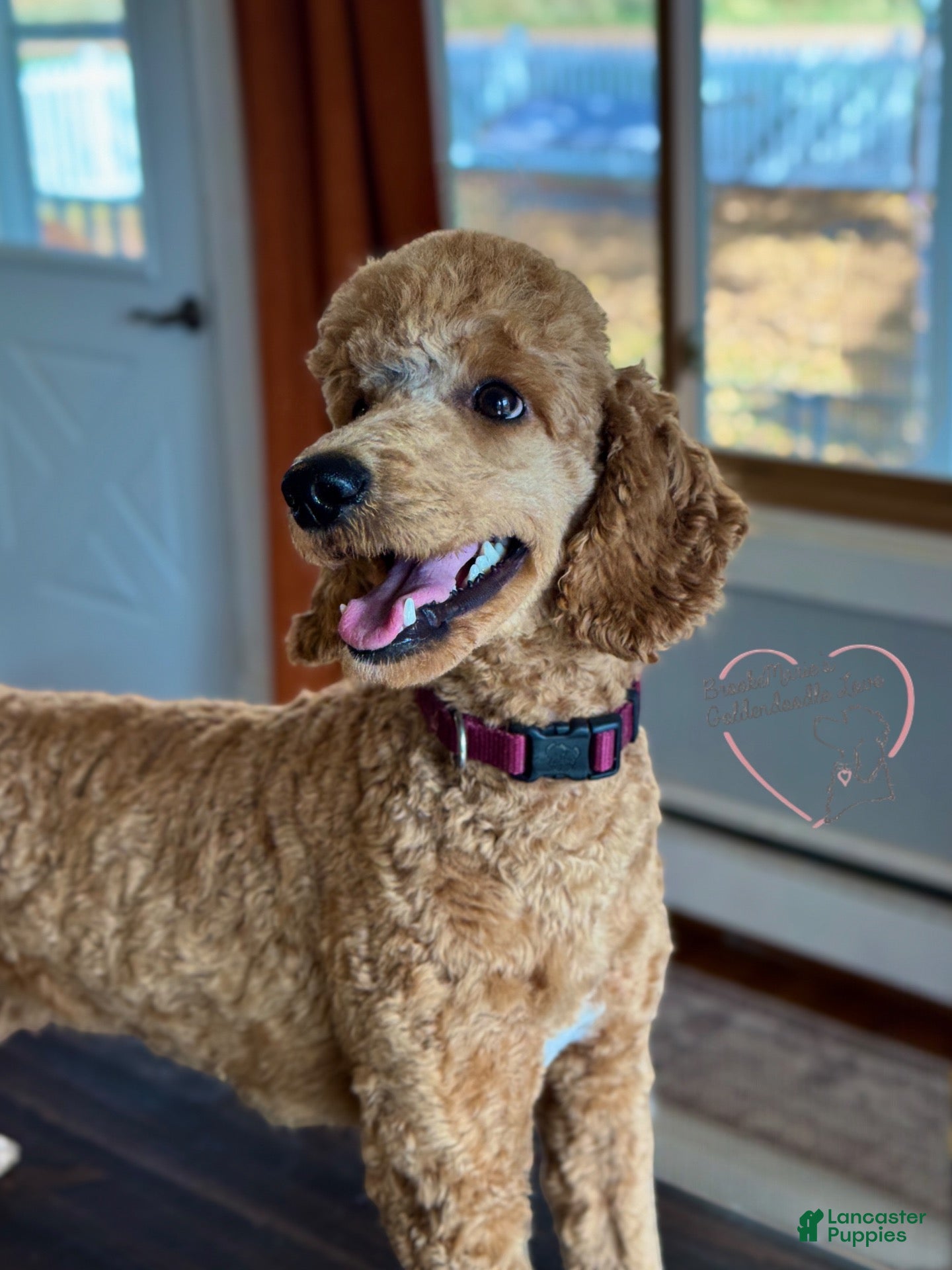 Standard Poodle dogs Teddy AKC Moyen - Ad 27
