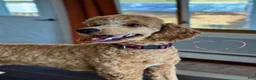 Standard Poodle dogs for sale: Teddy AKC Moyen - Ad 1