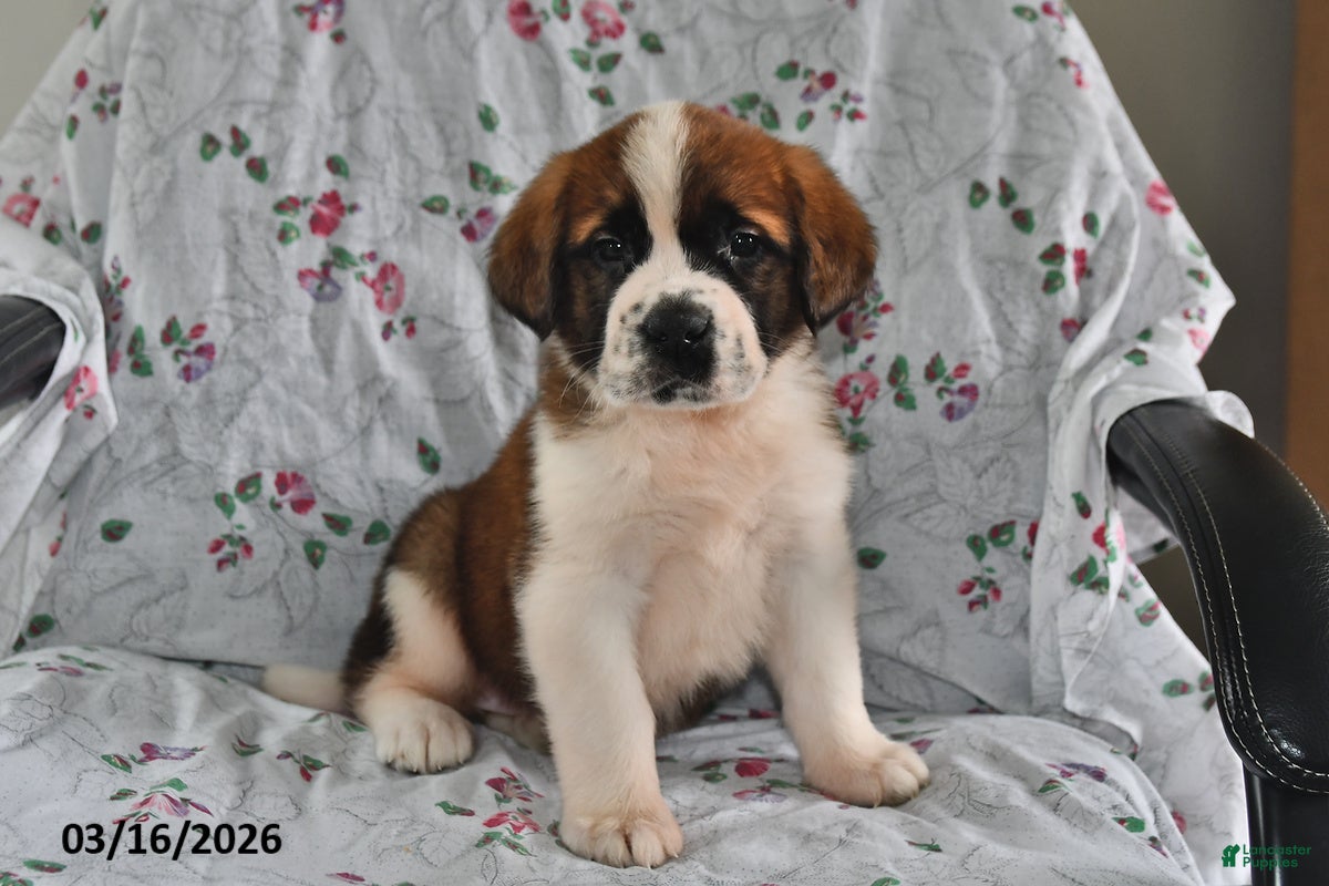 Saint Bernard dogs Lilac - Ad 1