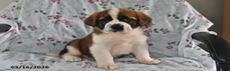 Saint Bernard dogs for sale: Lilac - Ad 1