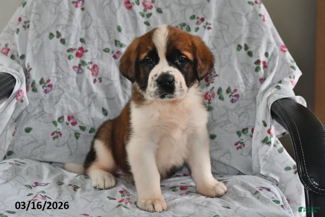 Saint Bernard dogs for sale: Lilac - Ad 1